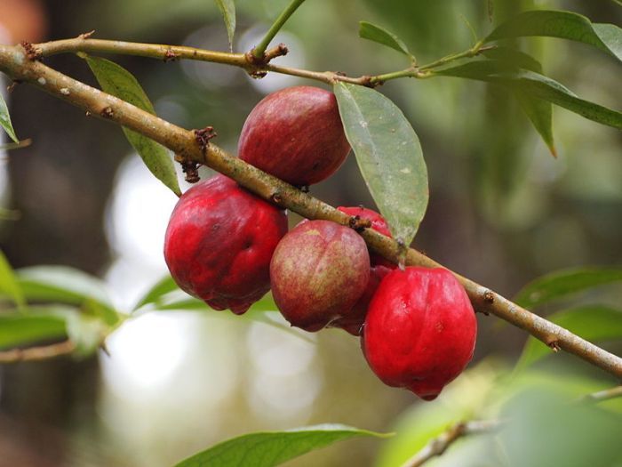 Buah simalakama.