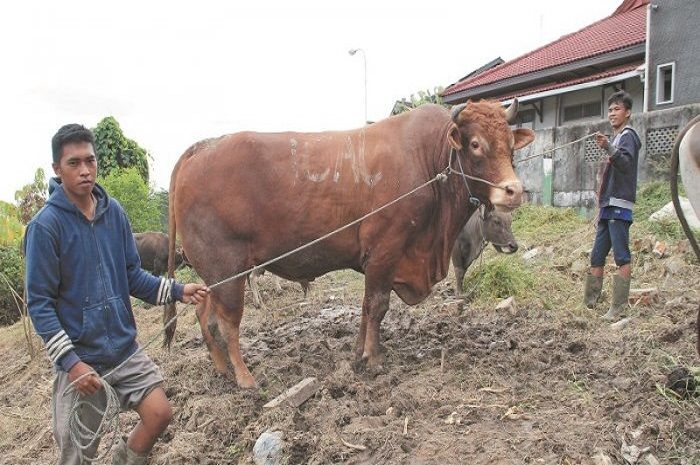 Sapi Limosin