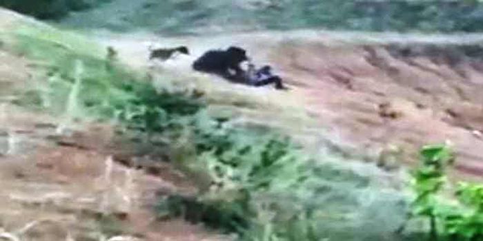 Seekor anjing berusaha menolong dengan menggigit beruang tetapi tidak bisa