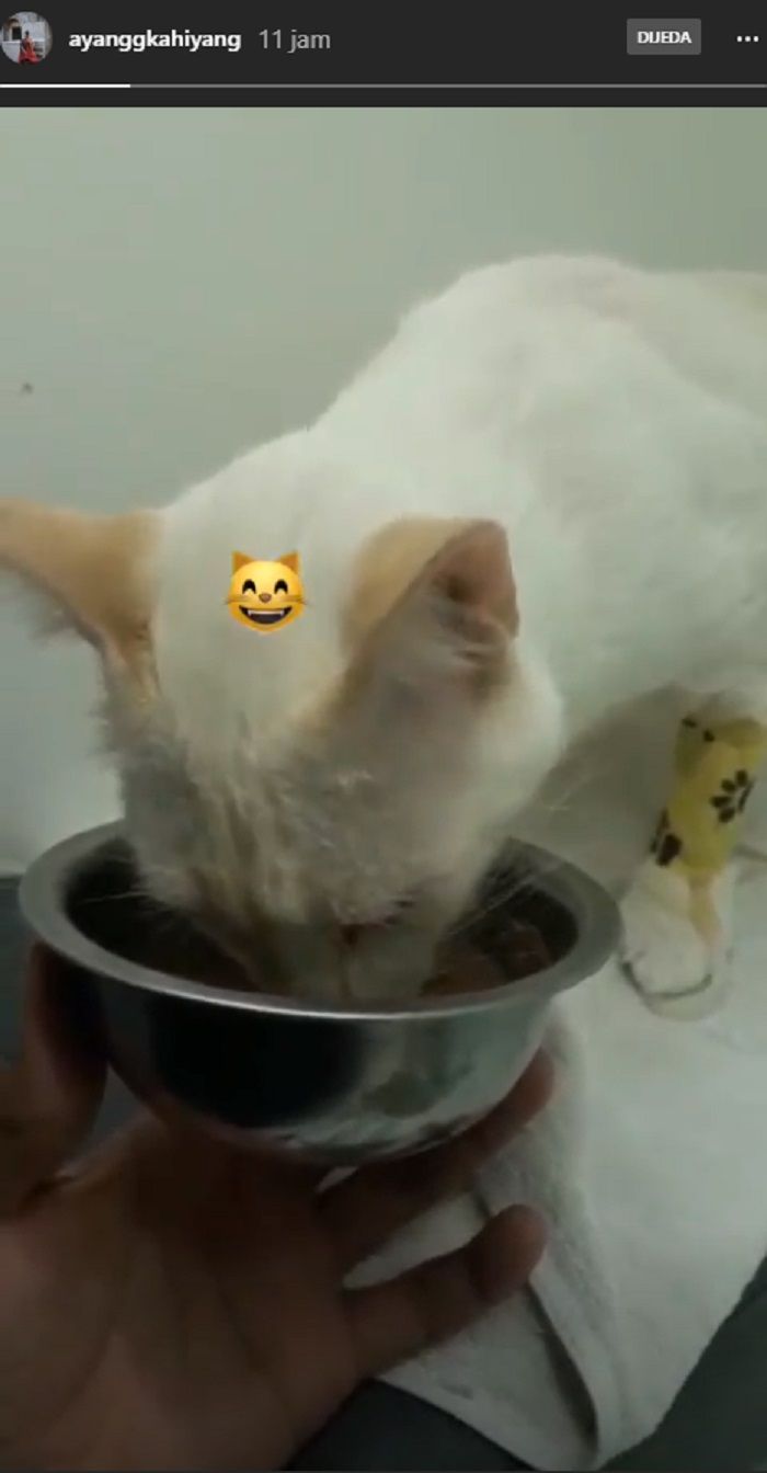 Kahiyang Ayu memberi minum kepada kucingnya