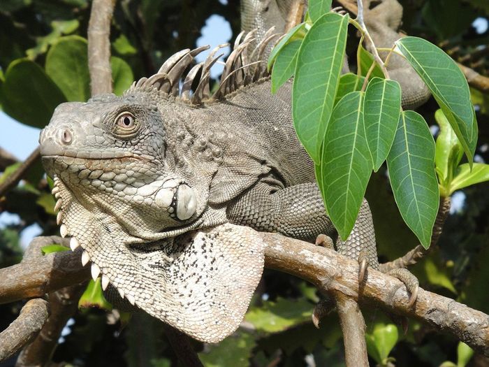 Iguana bisa hidup di pohon <a href='https://lampung.tribunnews.com/tag/manchinee' title='manchinee'>manchinee</a>l