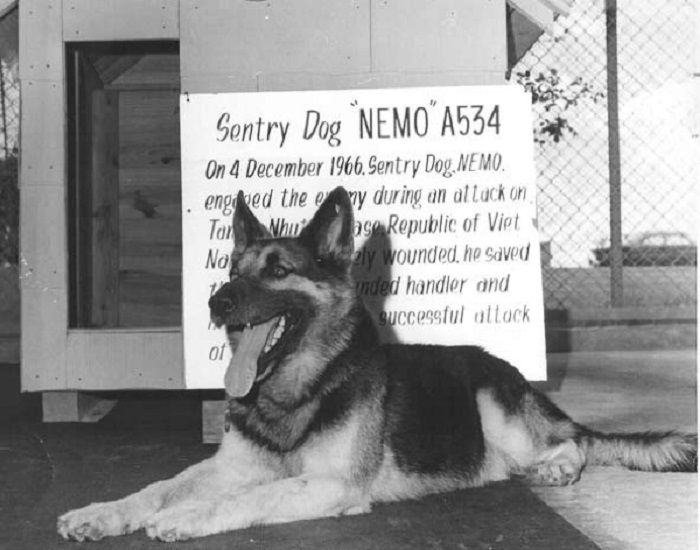 Nemo A534 si anjing penjaga
