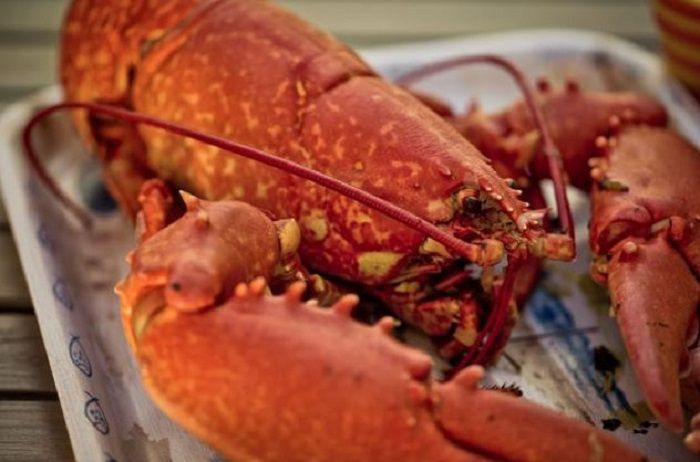 Lobster