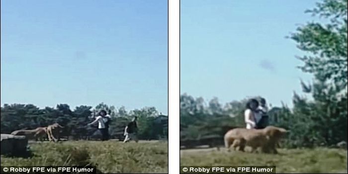 Wanita yang bawa anak mencoba mengusir cheetah yang mendekat