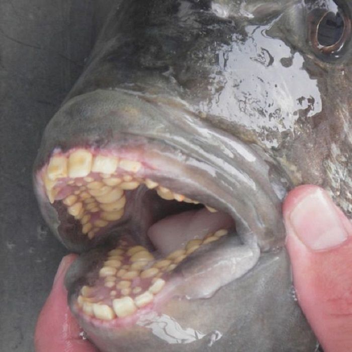 ikan gigi manusia