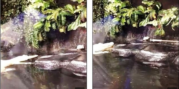 Tikus berhasil berenang menjauh dan naik ke sebuah batu.