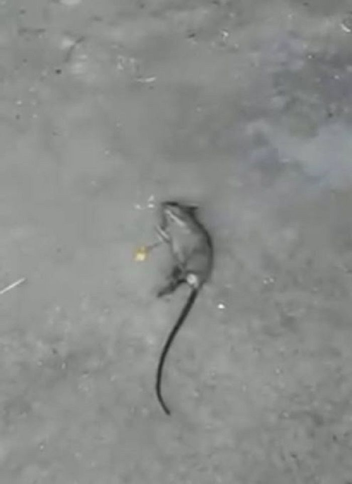 Tikus yang tak berdaya.