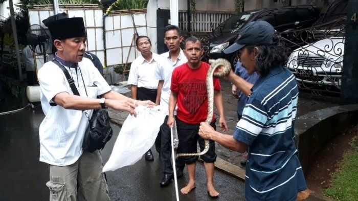 Muncul ular Sanca di lokasi