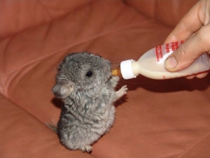 Chincillas