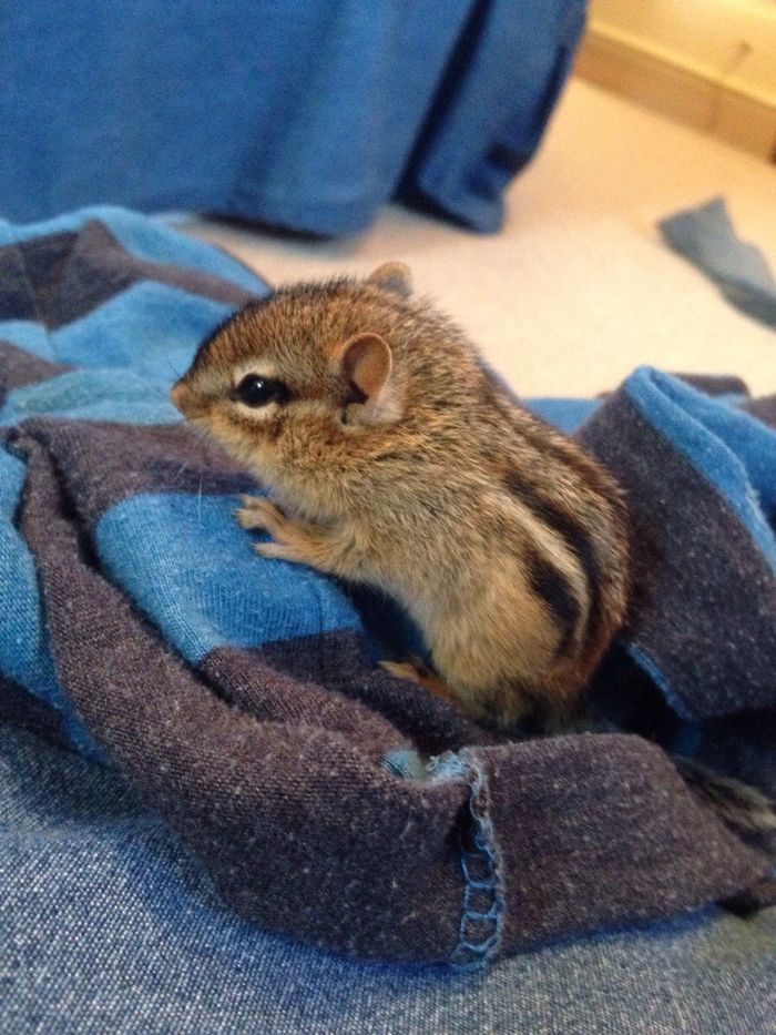Chipmunk