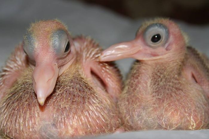 Burung dara