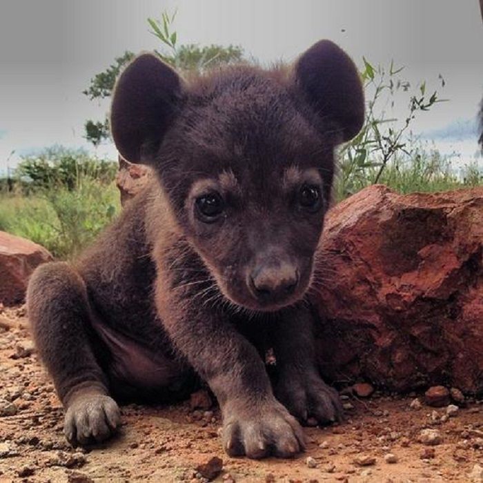 Hyena