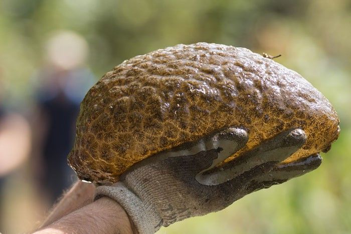 Pectinatella magnifica