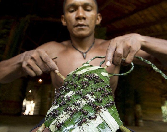 Semut peluru ditenun membtuk sarung tangan menggunakan daun.