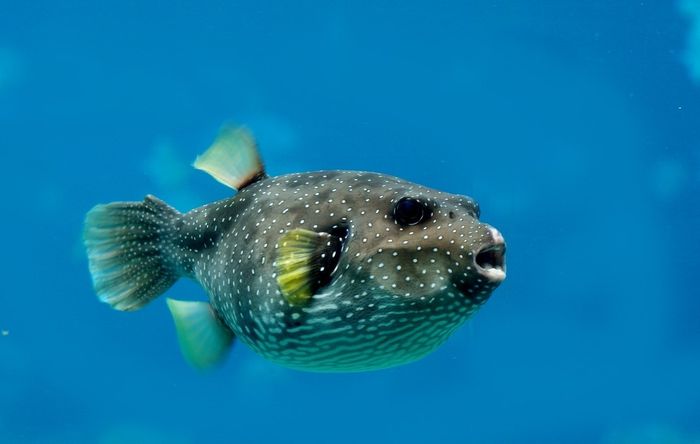 Ikan buntal.