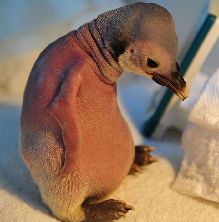 Hewan <a href='https://manado.tribunnews.com/tag/berbulu' title='berbulu'>berbulu</a> tanpa bulu