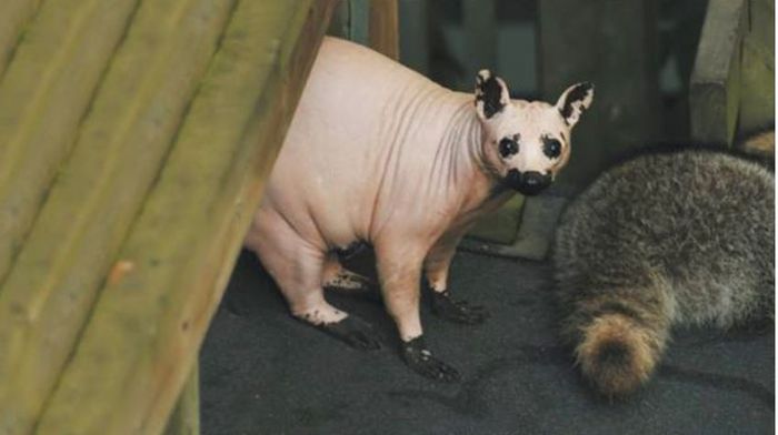 Hewan <a href='https://manado.tribunnews.com/tag/berbulu' title='berbulu'>berbulu</a> tanpa bulu 