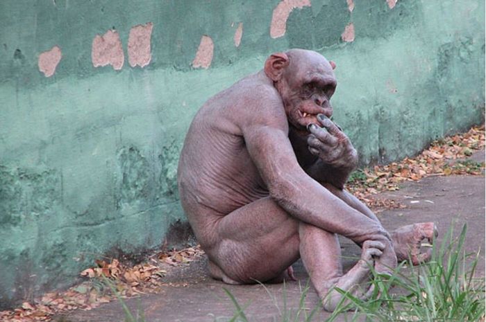 Hewan berbulu tanpa bulu