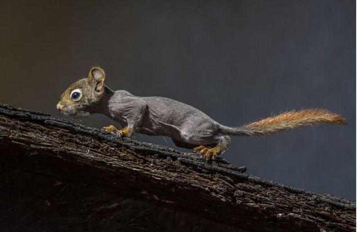Inilah Penampilan Hewan Berbulu Jika Bulunya Hilang, Lucu atau Seram