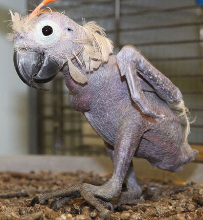 Hewan berbulu tanpa bulu