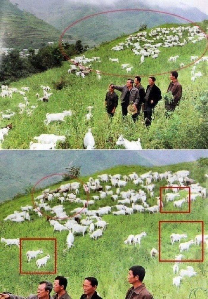 Domba yang melimpah