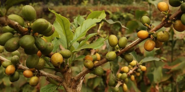 Kopi Yellow Cattura