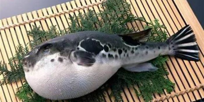 Ikan Fugu