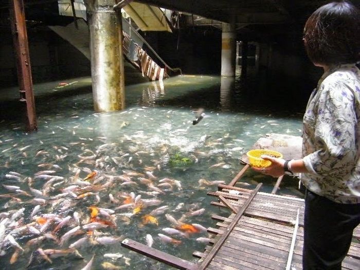 Turis memberi makan ikan di dalam mall 