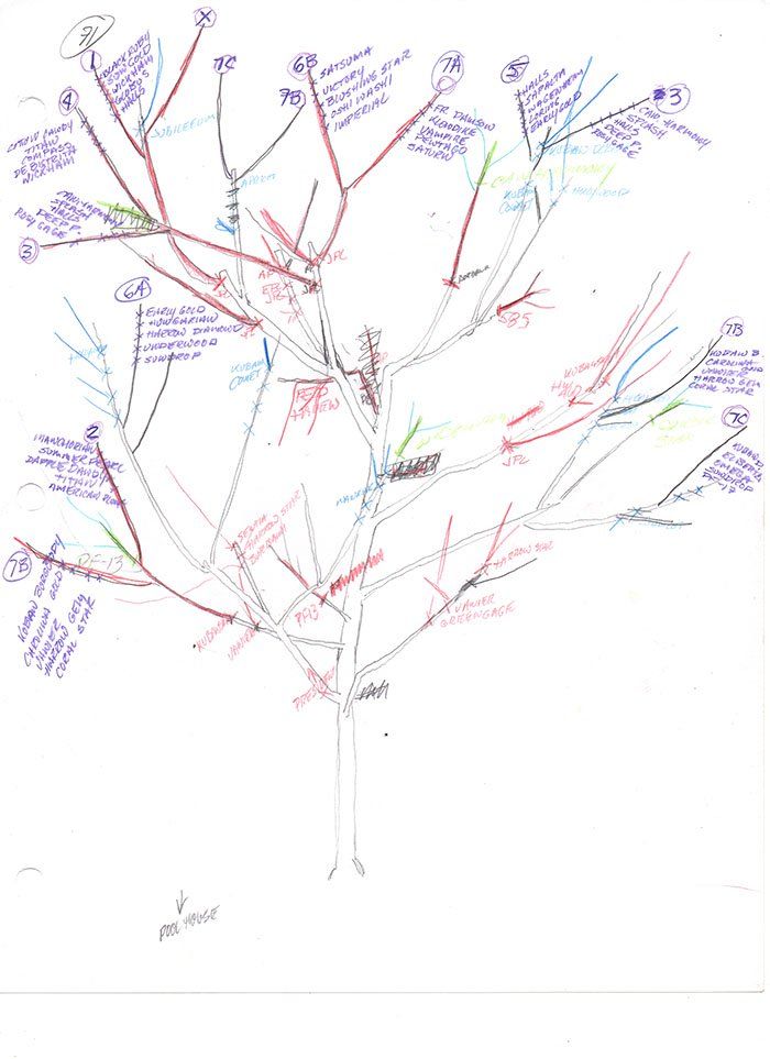 Diagram Sam Van Aken yang dibuat oleh Feldman Fine Art