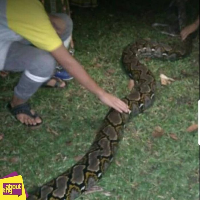 Ular 8 meter