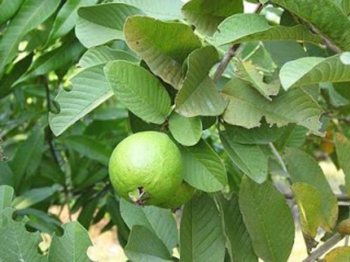Daun jambu biji untuk mengatasi sakit gigi