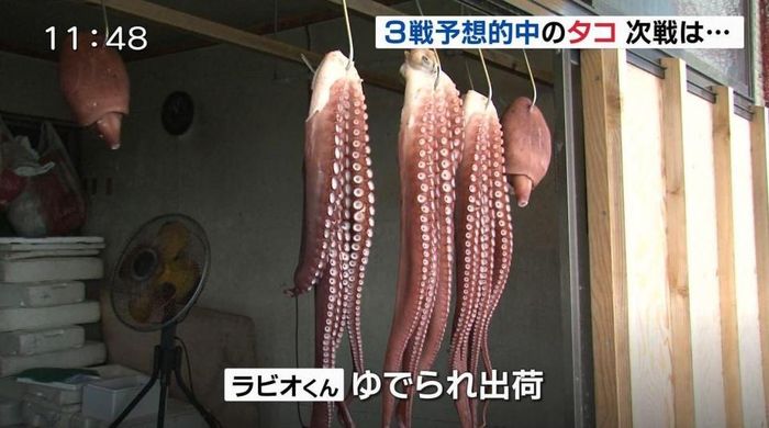 Foto gurita yang diduga Rabiot beredar luas di media sosial Jepang