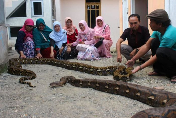 Mundiang dan ular piton peliharaannya