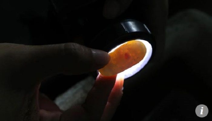 Telur ular yang sedang dicek kesehatannya.