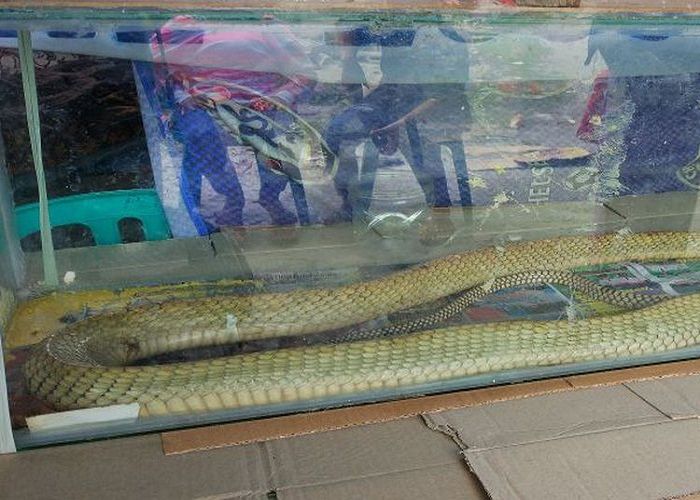 Ular king kobra milik Rizki