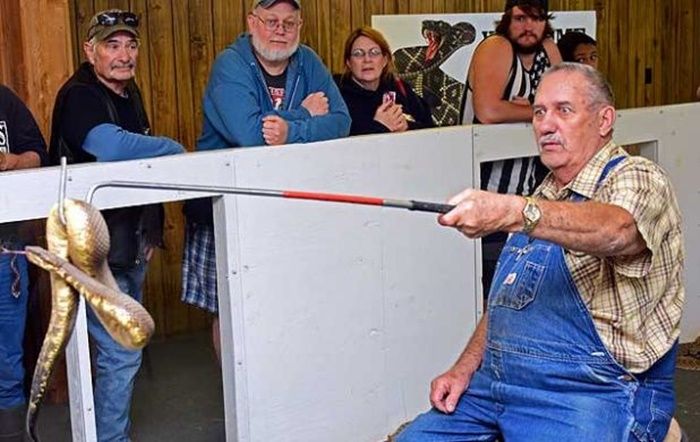 Apache Rattlesnake Festival