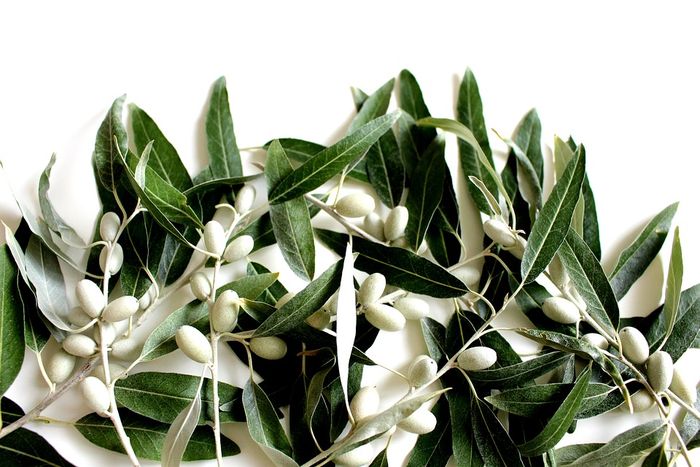 Daun zaitun