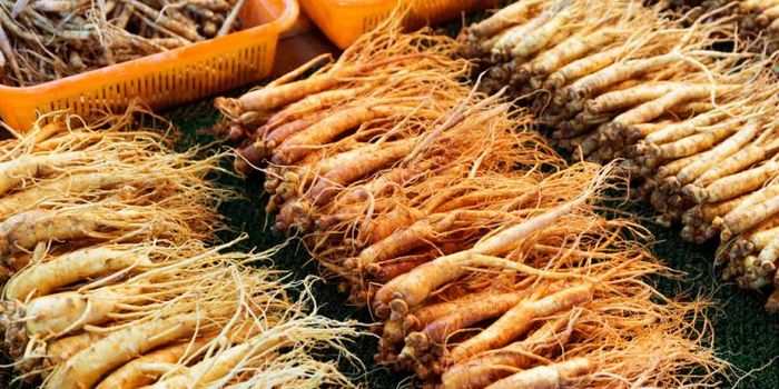Ginseng merah korea