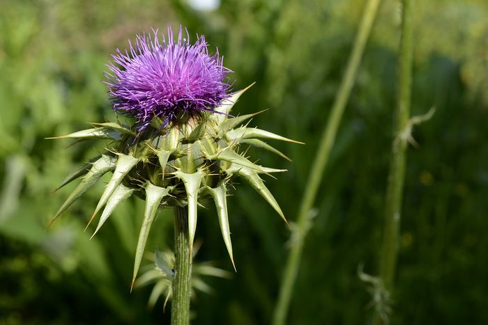 Milk thistle