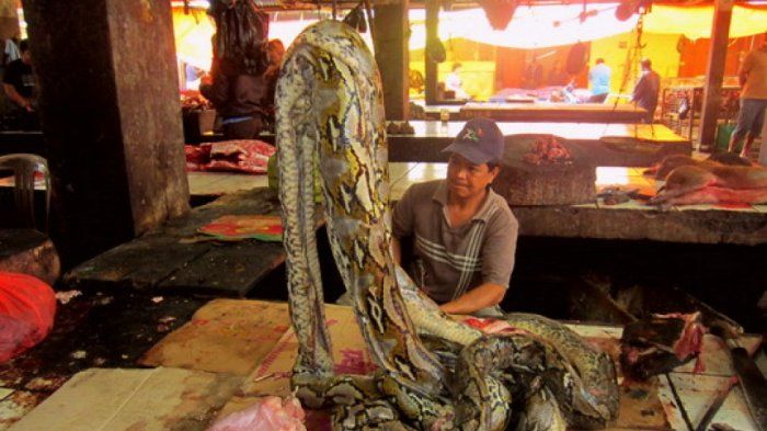 Daging piton dijual di pasar tradisional