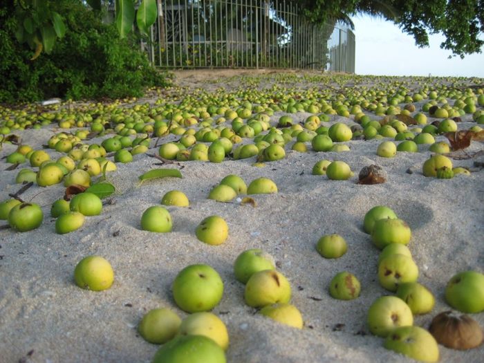 Bagian dari Pohon Manchianeel