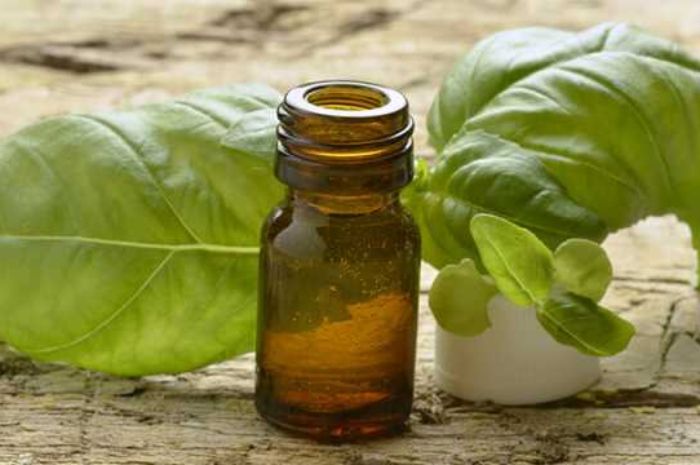 Basil oil