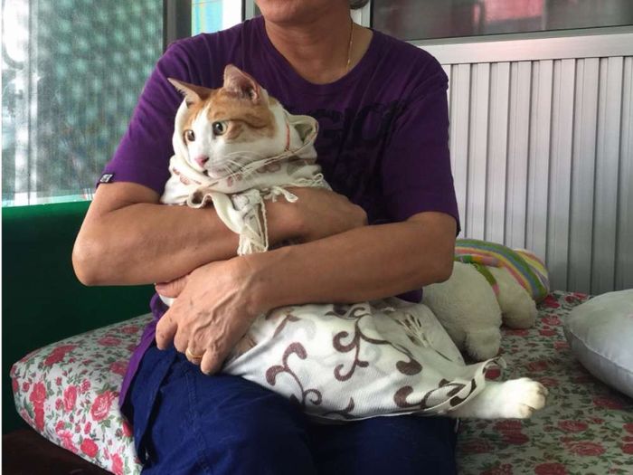 Perlakuan seperti bayi pada kucing