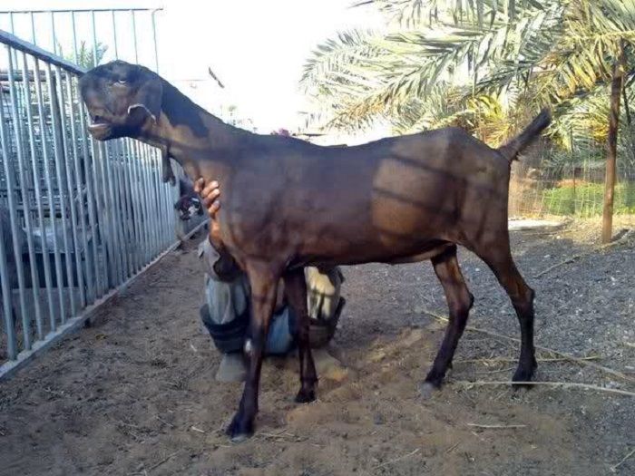 Kambing Damaskus. 
