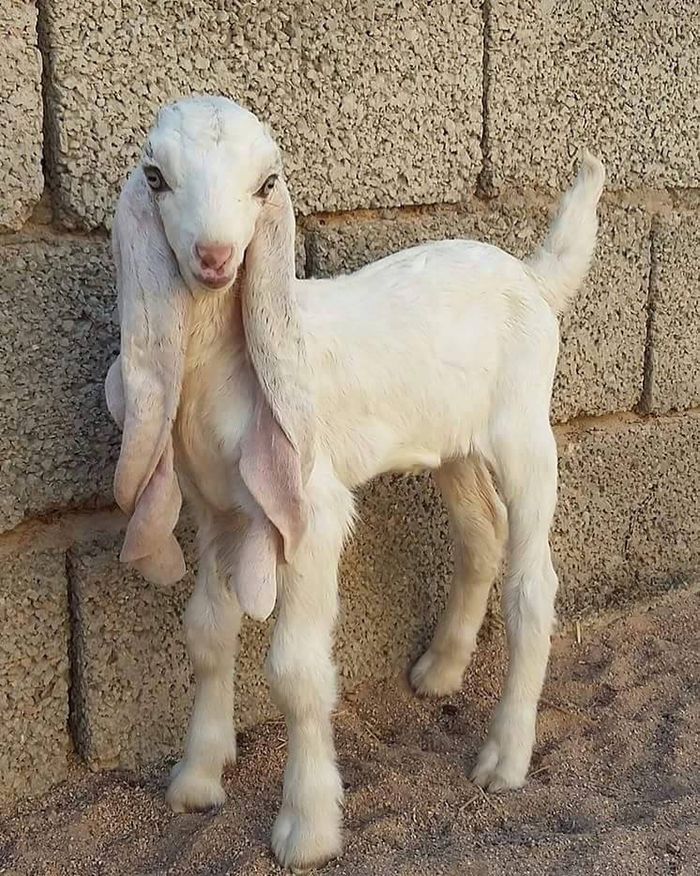 Kambing Damaskus muda.