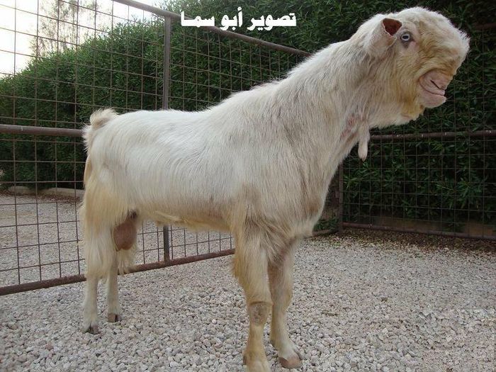 Kambing Damaskus
