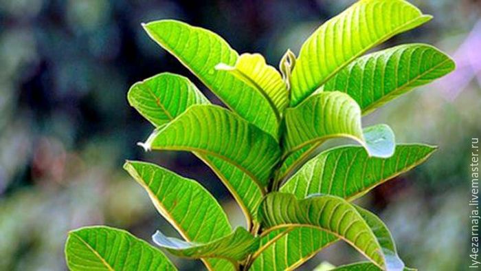 Daun jambu biji