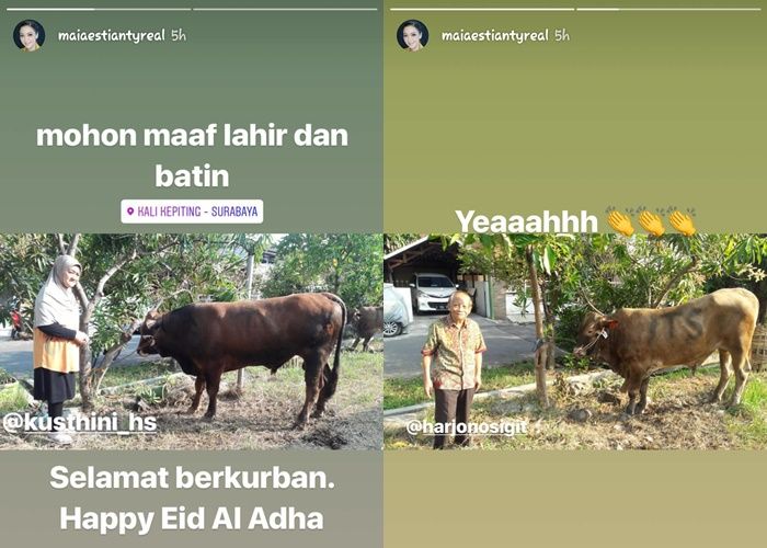 Sapi Maia Estianty