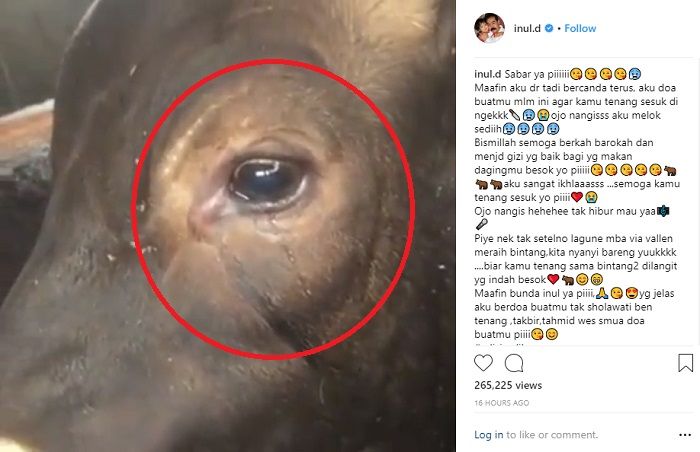 sapi Inul Daratista menangis