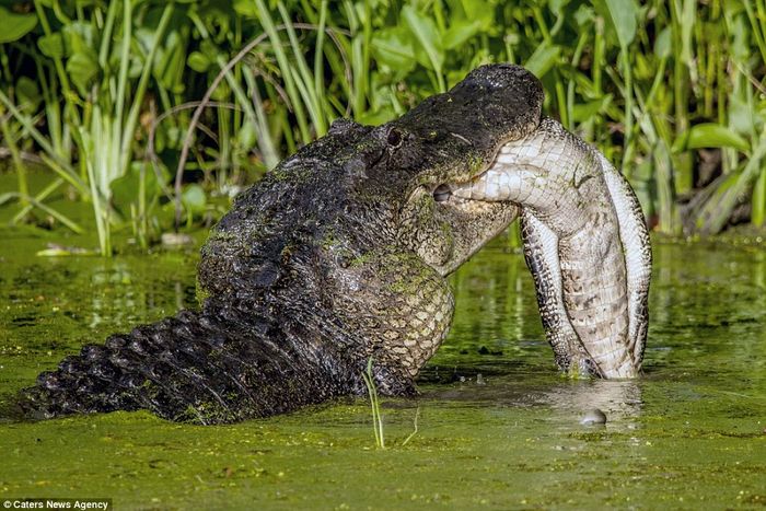 Buaya dewasa memangsa anakannya yang lebih muda